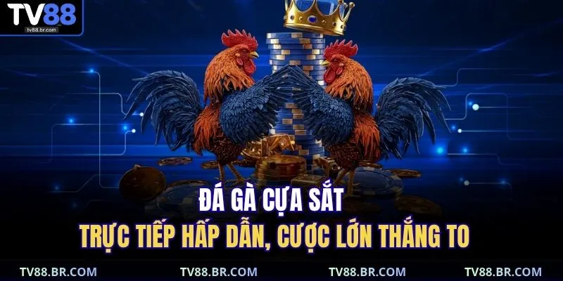 Đá gà cựa sắt