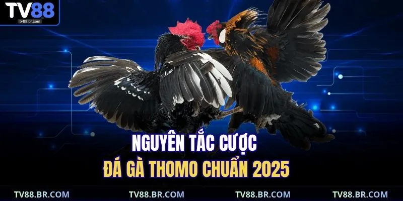 Nguyên tắc cược đá gà Thomo chuẩn 2025